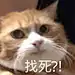 表情包 找死？！