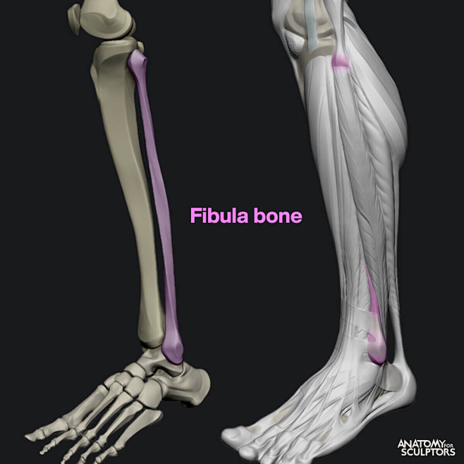 The fibula bone