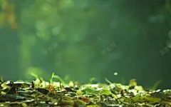 朦胧绿色叶子壁纸高清素材 叶子 壁纸 朦胧 绿色 背景 设计图片 免费下载