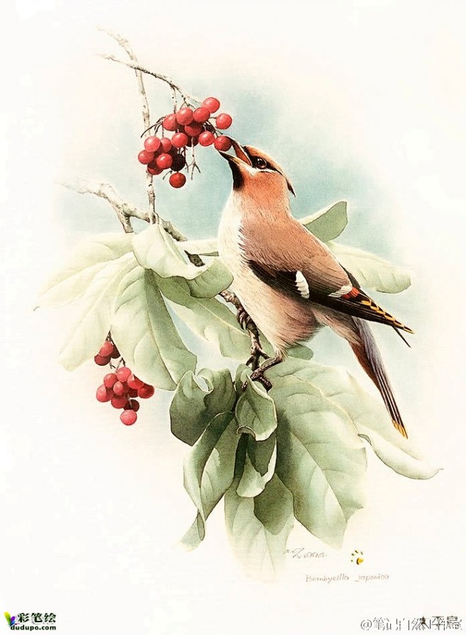水彩鸟彩铅画