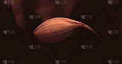 清新,背景,自然,春天,2018,数字25,露水,数字8,壁纸,盛开