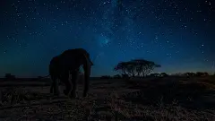 非洲狂野象高清动态壁纸
https://www.macz.com/desk/2227.html?id=NzY4OTU4Jl8mMjcuMTg3LjIyNi4xOTM%3D