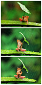 在印度尼西亚一只树蛙被拍到抱着树叶躲雨，摄影师表示这只树蛙抱了半小时才撒手~