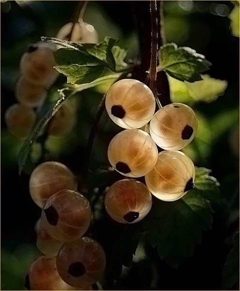 鹅莓 Ribes uva-crispa：...