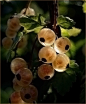 鹅莓 Ribes uva-crispa：又称醋栗 灯笼果。含人体所需的18种氨基酸，维生素C B1 B2 铁 锡 钾 磷 锌等矿物质。每100克果实含有200毫克维生素C，在水果中仅次于猕猴桃位居第二。内含生物黄酮，有软化血管、降低血脂和血压、抗癌等作用