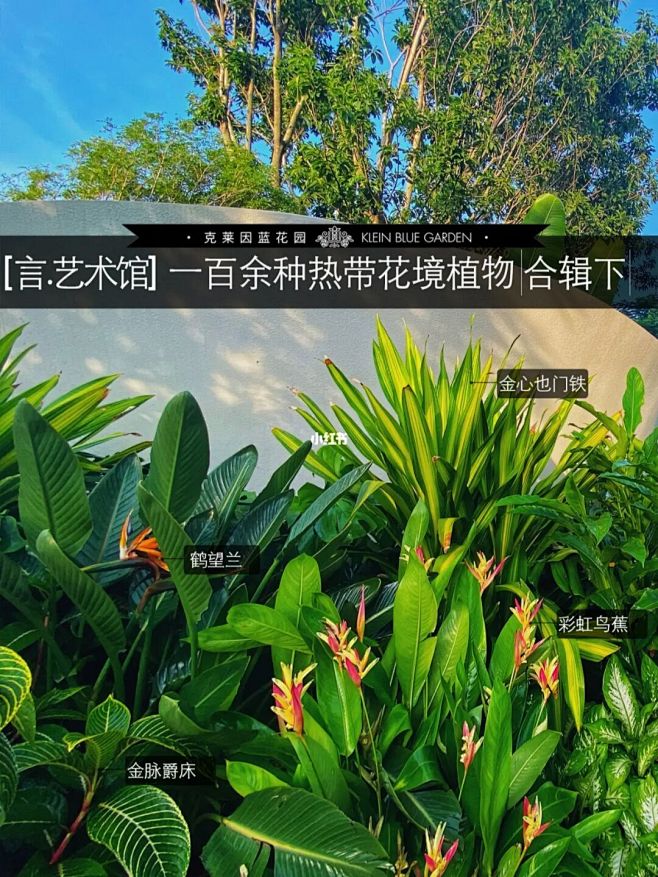 【言.艺术馆】一百余种热带花境植物合辑下...