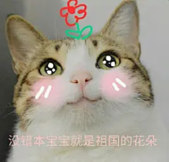 猫猫表情包_360图片