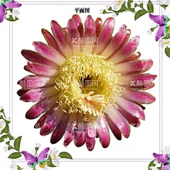非洲菊psd源文件  - 源文件下载【酷图网】菊花,非洲菊,菊花图片,菊花壁纸,菊花素材,唯美图片,唯美壁纸,电脑壁纸,自然风景,鲜花,花朵,花瓣,花蕊,鲜花图片,鲜花素材,服装图案,服装印花,T恤印花,情人节,情人节图片,花,花卉,丝网印,服装印花图,非洲菊图片,非洲菊素材,非洲菊壁纸,非洲菊花,动物世界,生物,生物世界,花草,菊花单个,