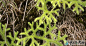 伸筋草的植物图片