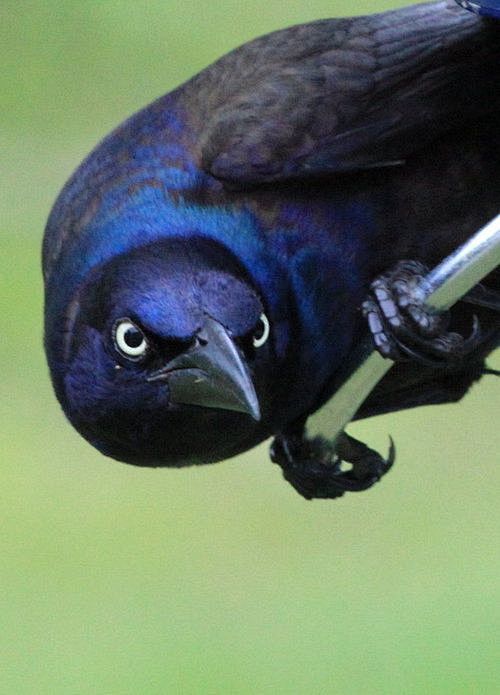 Common Grackle
神髓啊 这...