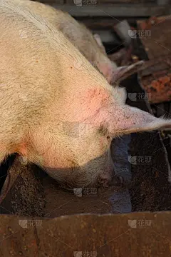 在农场的猪圈里，粉红色的猪正在吃食槽里的食物