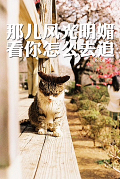 茶啊粉儿采集到蚊子控