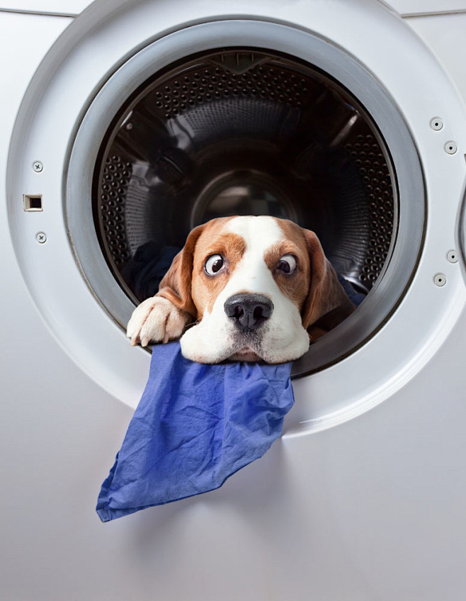 滚筒洗衣机里的小狗图片