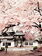 milkpeu: “ “松音寺の桜 (by pon-ko) ” ” Cherry blossoms at a temple in Sendai, Japan…: 