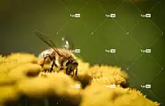 蜜蜂 美丽的花朵 昆虫 花壁纸 翅膀 授粉 动物群 花 花粉