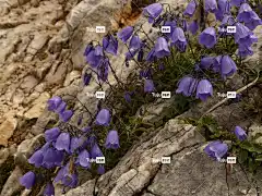 矮人贝尔弗劳尔 风铃草 蓝色的 紫色的 花壁纸