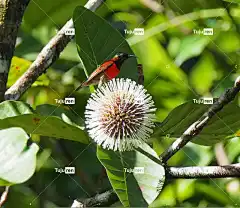 自然 叶子 植物群 花壁纸 户外 树 花 夏天 热带 美丽的