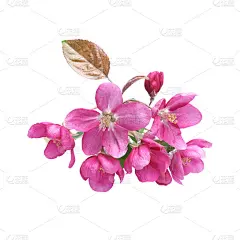 红苹果的花