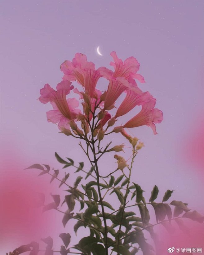 Flower & Moon by mat...