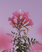 Flower & Moon by matialonsor ​​​​