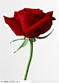 花卉造型-暗红色的玫瑰