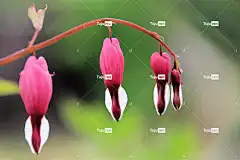 哭泣的心 开花 花壁纸 花卉背景 自然 花 美丽的花朵