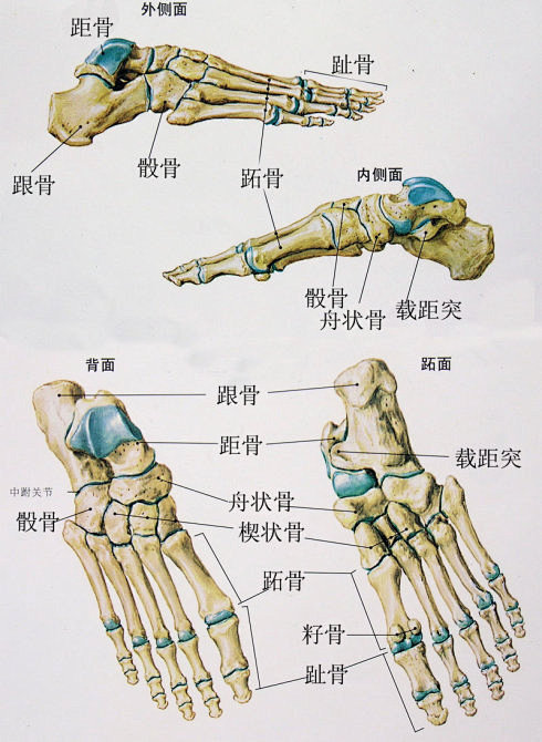 [转载]下肢结构分析