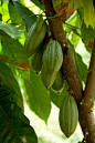 Theobroma cacao 可可