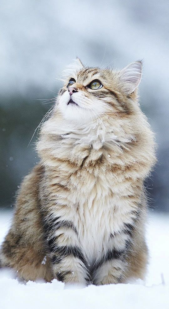 猫咪与雪。