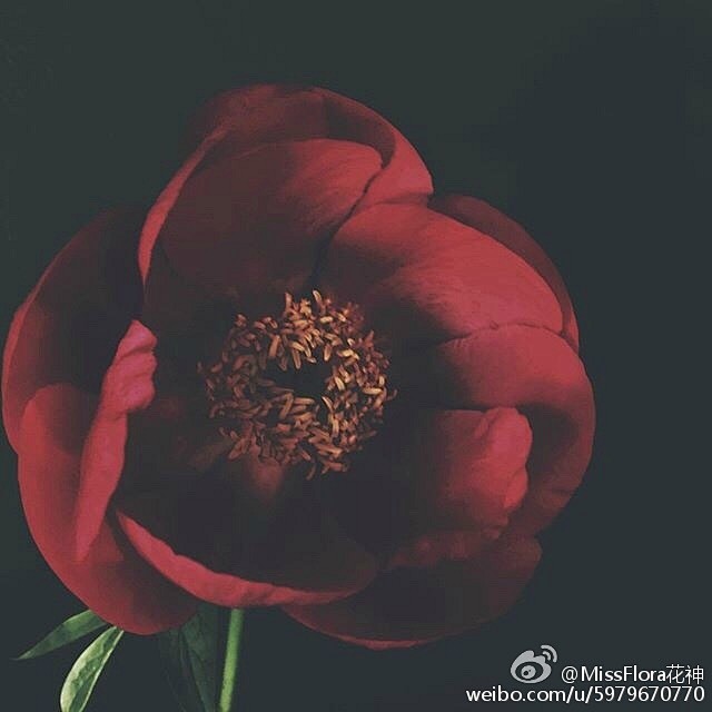 花 · 姿态 / ashleywoods...