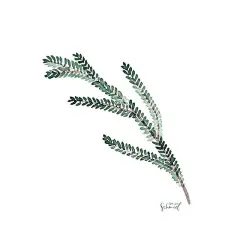 特别简单的一些植物系水彩小插画，简单到零基础的你也不怕！
