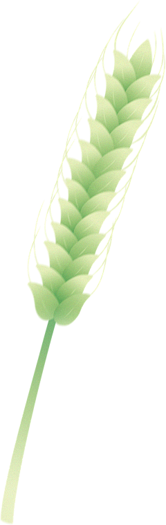 SolarRain_a采集到设计— 麦穗素材