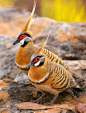 Spinifex Pigeon