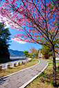 台湾。嘉义。阿里山国家风景区