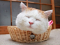 篮子猫-猫叔：2011.12.21 かお 脸/面孔 （微笑的“烧饼” 更新于猫叔博客[ 2011/12/21 17:00 ] 顔）