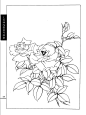 工笔画线描花卉画谱（月季篇）