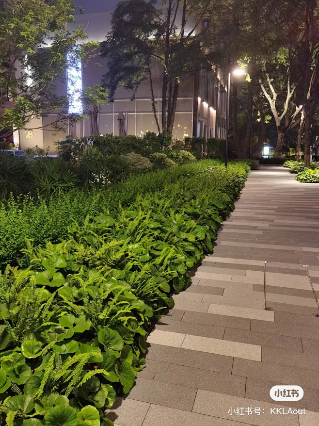 大吴风草+肾蕨