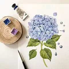 水彩--绣球花 - 高清图片，堆糖，美图壁纸兴趣社区