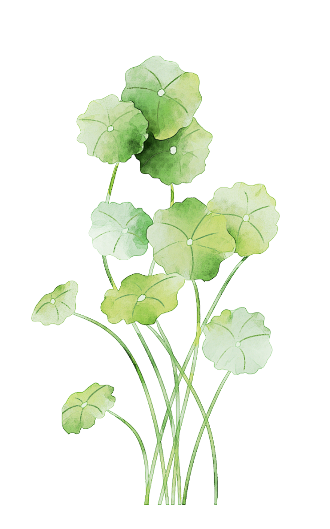 白萝卜1采集于2021-05-13 13:59:52铜钱草插画白萝卜1该采集也在以下