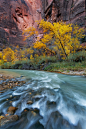 land-s-end:



Autumn in Zion by Sarah Marino on 500px.com

