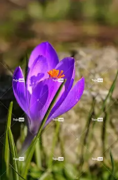 紫番红花 紫花 番红花 花 春天 盛开 手机壁纸4K