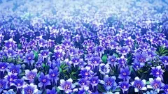 龙胆花