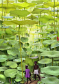 【图】蕨类植物的森林_牙买加