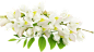 洋槐花b