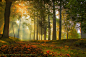 Photograph Luci  ombre e colori nel bosco - Missano -