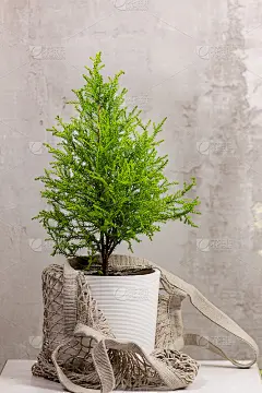 柏树，金冠薇玛装在绳袋里靠在灰色的墙上。“零浪费”的概念。