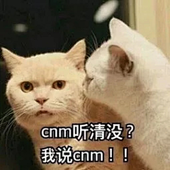 沉迷增肥日渐消瘦采集到猫咪表情包