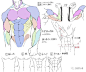 很棒的男性上半身肌肉、手臂肌肉、腿部肌肉、背部肌肉的画法参考