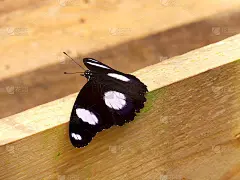 在木架上的蜻蜓