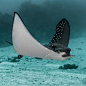  When you are a Spotted eagle ray and sick of people misunderstanding you as Manta ray